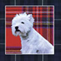 Westie greeting card